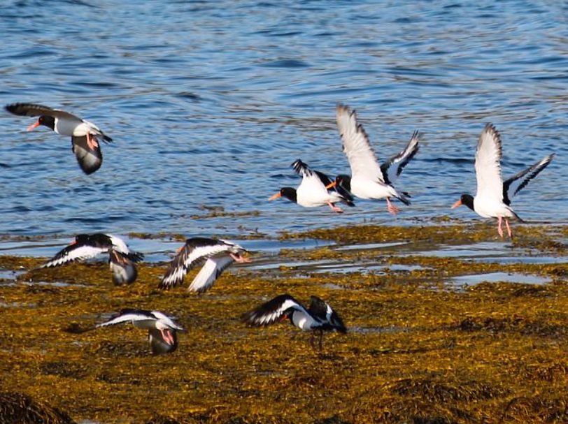 Croisière scientifique dans l'archipel des Feroe avec guide - 8 jours