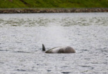 Croisière scientifique dans l'archipel des Feroe avec guide - 8 jours