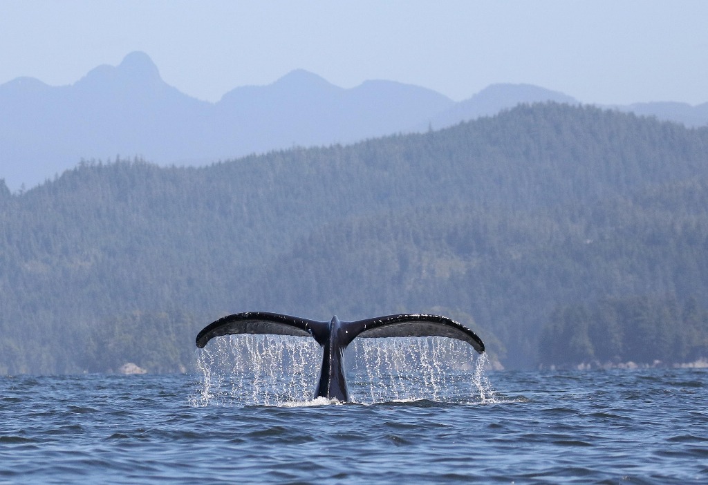 Croisière scientifique dans l'archipel des Feroe avec guide - 8 jours